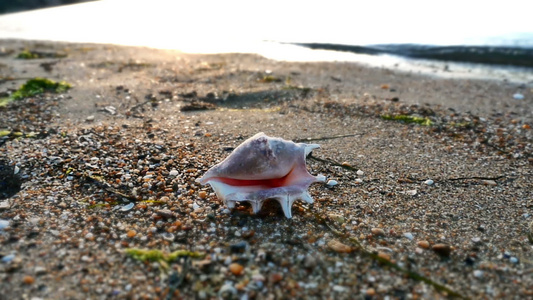 沙滩上的贝壳视频