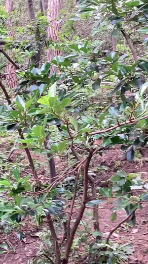 贵阳4A景区黔灵山公园嬉闹的猕猴群贵阳黔灵山公园73秒视频