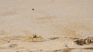 沙滩上的螃蟹17秒视频