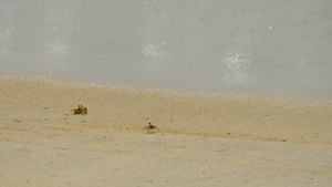 沙滩上的螃蟹26秒视频