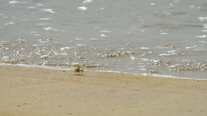 沙滩上的螃蟹29秒视频