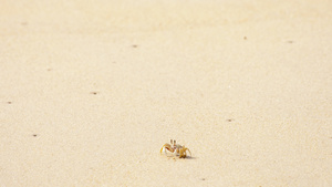 沙滩上的螃蟹16秒视频