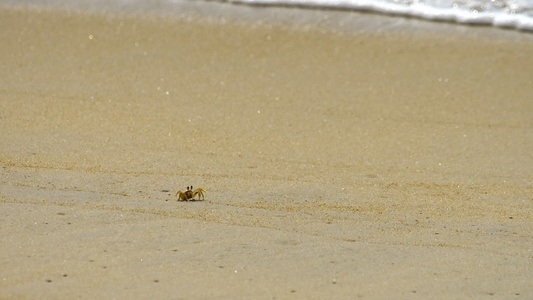 沙滩上的螃蟹视频