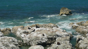 毛皮海豹留在海滩附近的岩石上15秒视频