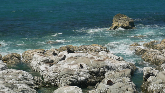 Kaikoura毛皮海豹留在海滩附近的岩石上视频
