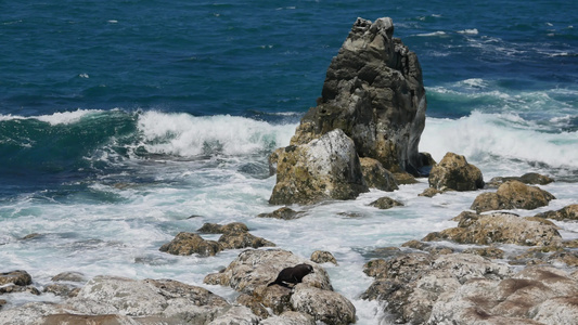 南岛Kaikoura的岩石形成受到海豹和强浪冲击视频
