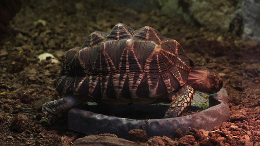 成年海龟慢慢地爬来爬去视频