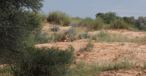位于非洲南部野生生物的卡拉哈里沙漠中的雌性狮子30秒视频