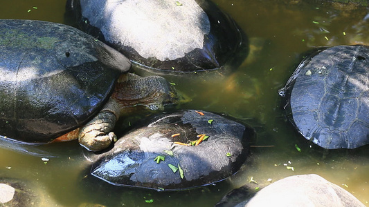 池塘中的乌龟视频