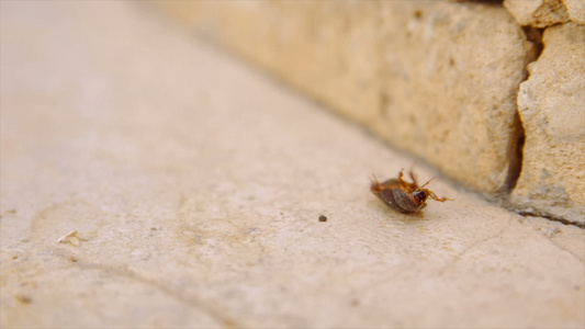 沙漠中的女沙沙蟑螂背靠着非洲慢动视频