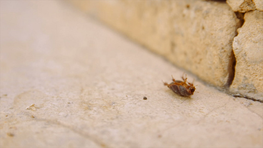 沙漠中的女沙沙蟑螂背靠着非洲视频