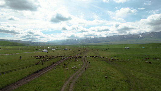 航拍5A景区那拉提大草原牧民放牧视频视频
