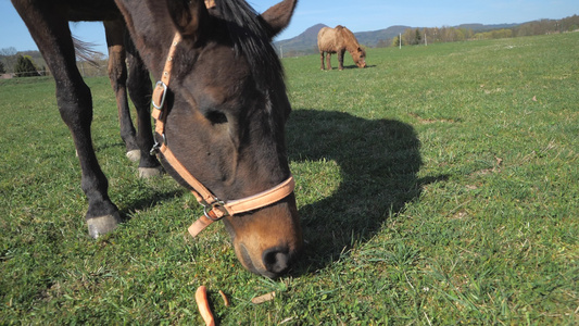 一半的盲马放牧草和胡萝卜没有眼球的马在马场上活得满足视频