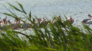 白色大白乌黑的湿地鸟类此处18秒视频