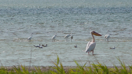 白色大白乌黑的湿地鸟类此处视频