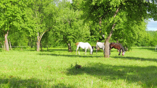 一匹马在苹果园中放牧视频