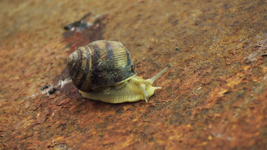 生锈金属上的蜗牛视频