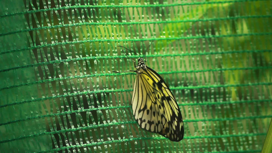 蝴蝶坐在网格上视频