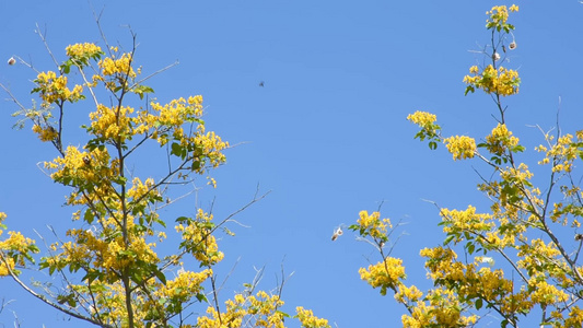黄色的花朵盛开蝴蝶和昆虫在飞翔背景天空视频