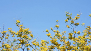 黄色的花朵盛开蝴蝶和昆虫在飞翔背景天空57秒视频