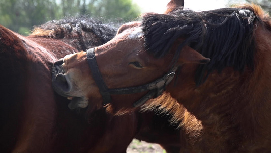 马匹互相清洗旧毛皮视频