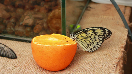 蝴蝶坐在橙色上视频