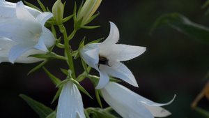 坎巴努拉花朵上的大黄蜂13秒视频