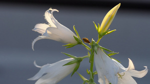 坎巴努拉花朵上的大黄蜂15秒视频