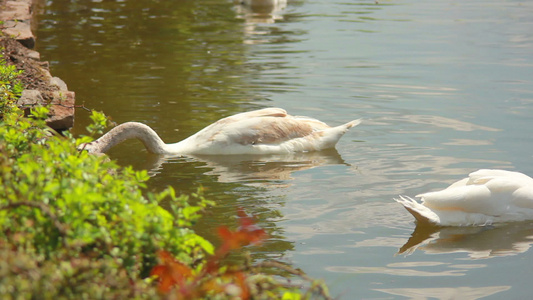 3号池塘上的两只白天鹅视频