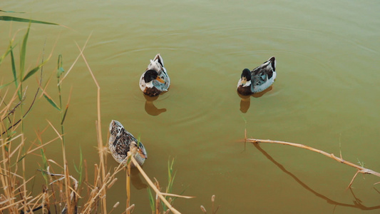 三只鸭子在池塘里游泳视频