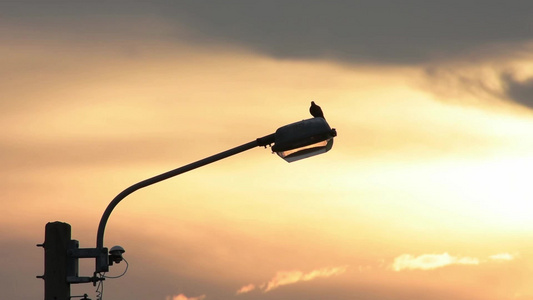 路灯在街道照明和背景日落光照耀着从空中飞过的鸽子视频