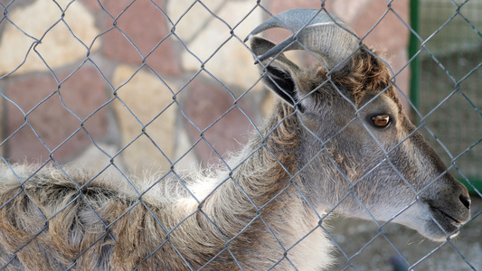 西高加索西部动物园笼中的松山羊视频
