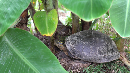 乌龟在香蕉树附近休息视频