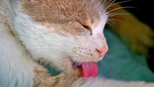 的爪子舌头的猫视频