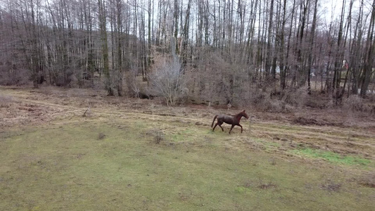 一匹棕色马在私人住宅附近跑冬季森林使用无人驾驶飞机视频