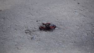 虫子士兵正在吃一只死蟑螂15秒视频