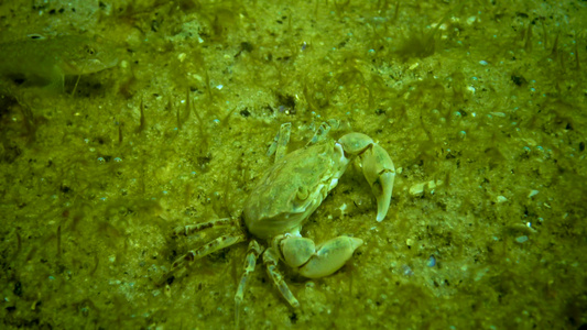 黑海动物群小螃蟹在贝类中隐藏视频