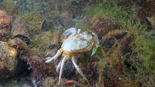 黑海的螃蟹视频