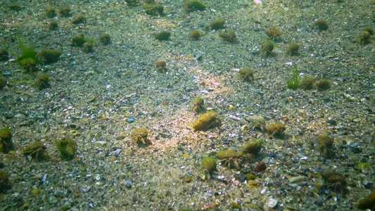 在沙质海底有大量的龙虾小型隐性螃蟹视频