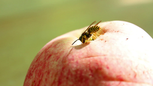 苹果上的黄蜂视频