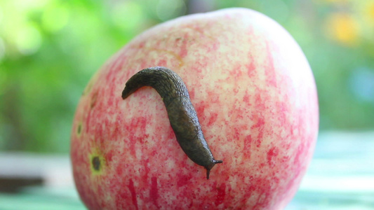 苹果上的蜗牛视频