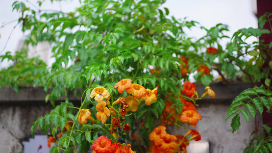 花草植物固定镜头视频