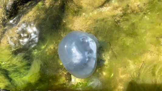 白海水母在夏日的黑海中游泳最高风景视频