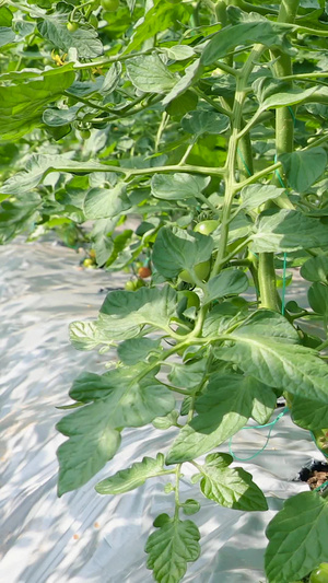 小番茄种植园农作物14秒视频