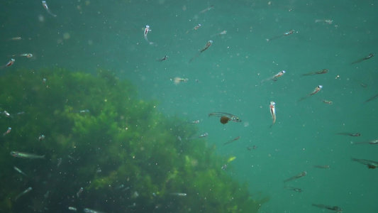 海藻海里浮游生物视频