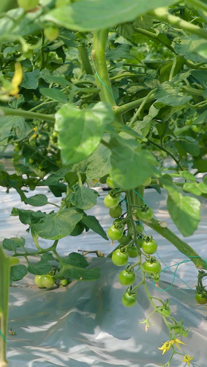 小番茄种植园种植棚14秒视频
