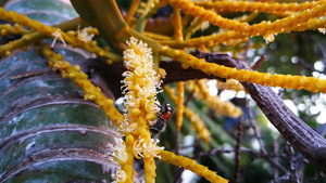 小蜜蜂在授粉蝴蝶棕榈或金甘蔗棕榈23秒视频