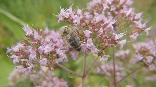 蜜蜂在野生的花朵上视频