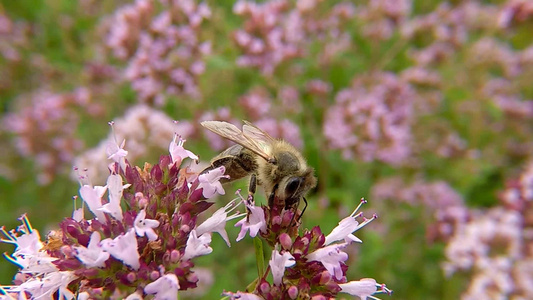 蜜蜂在野生牛食的花朵上在德国视频