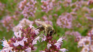 蜜蜂在野生牛食的花朵上在德国23秒视频